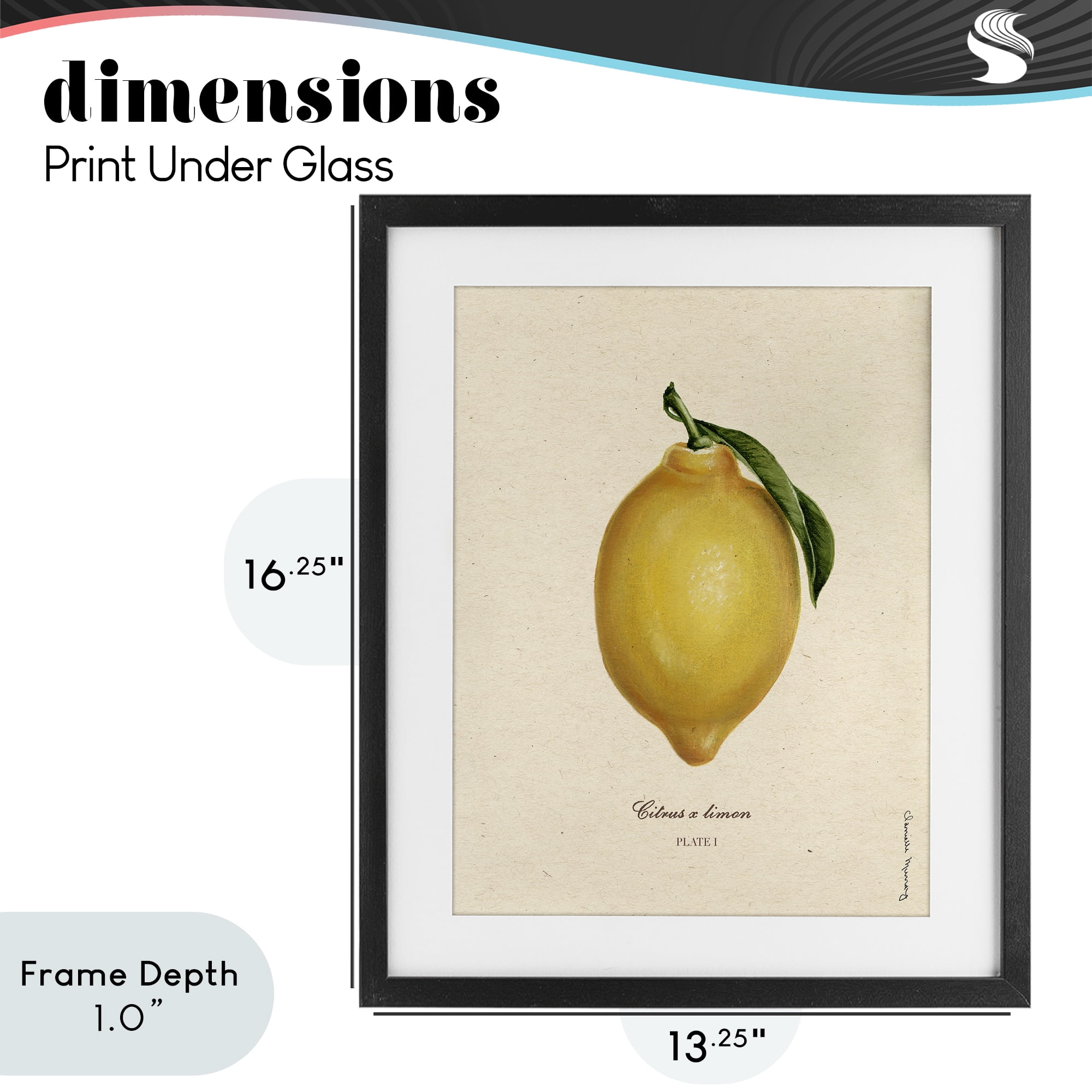 Stupell Industries Lemon Fruit Portrait Black Framed Print Under Glass, design by Danielle Murray