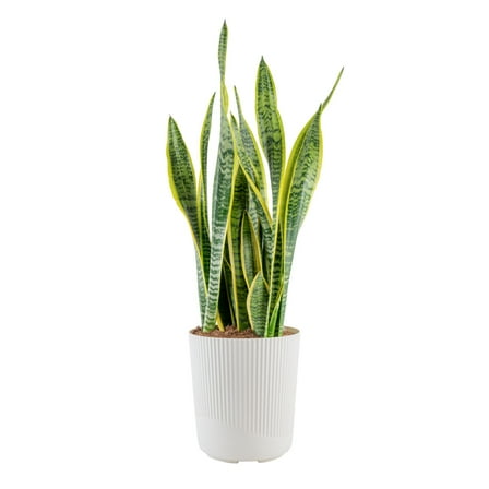 Costa Farms 28-42" Tall Snake Plant Laurentii Bright Indirect Sunlight, Indoor Live House Plants