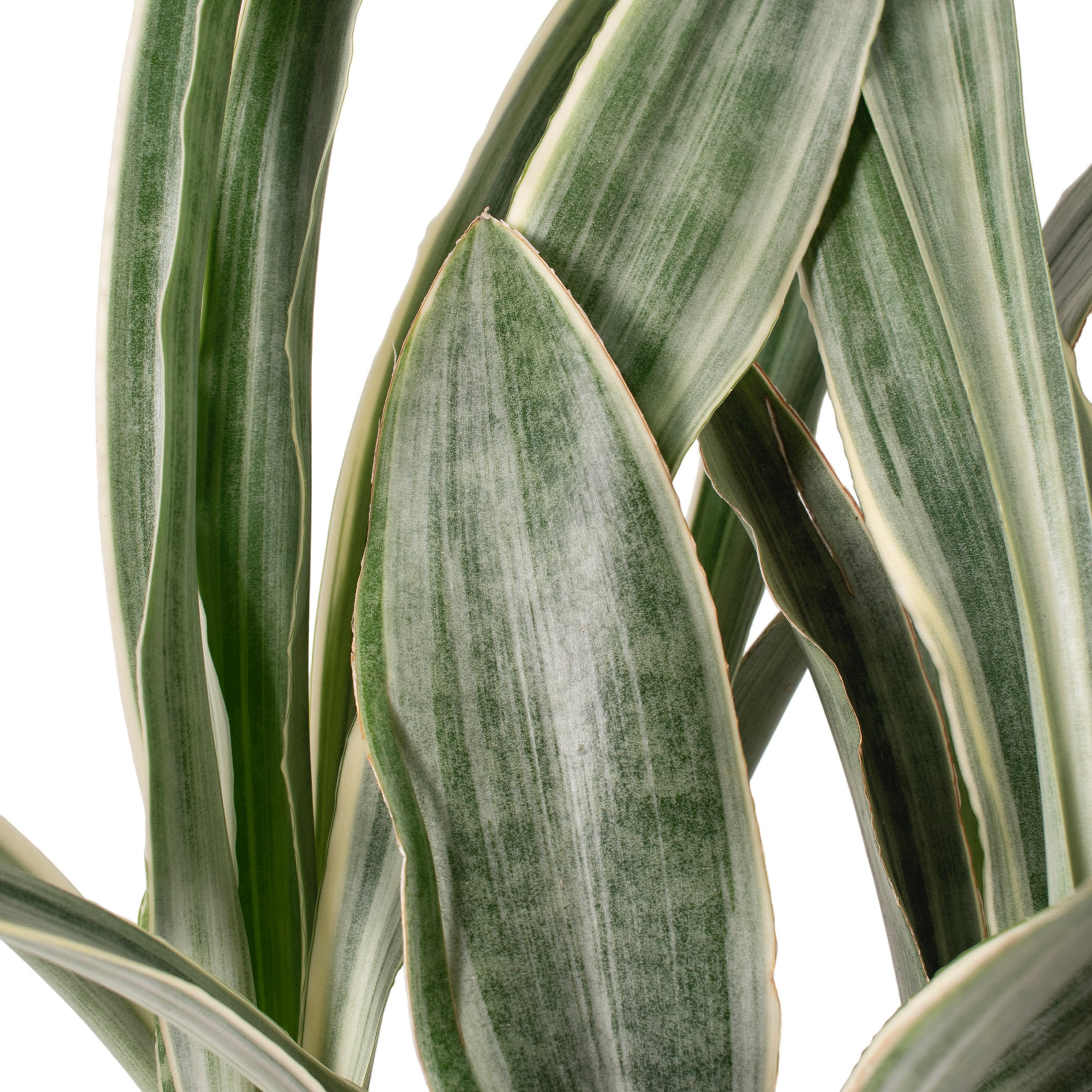 6 in. Sansevieria Sayuri Plant in Grower Container