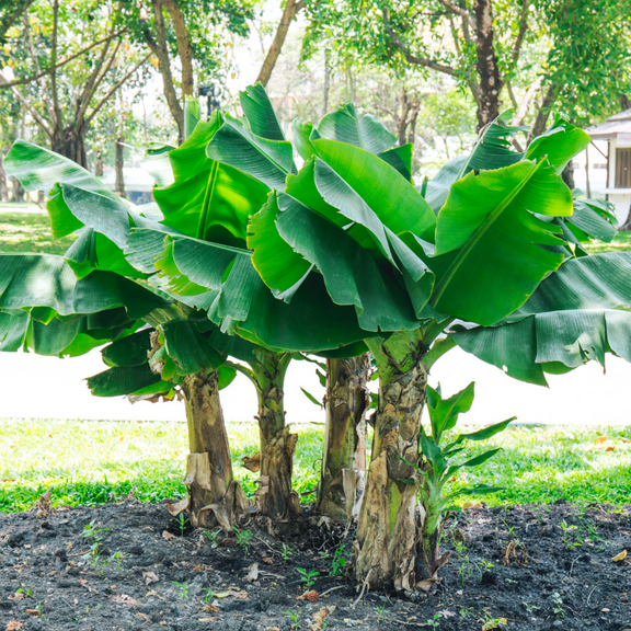 Basjoo Banana Tree, Hardy Banana Plant Live, Outdoor Growing 5-7 Inches