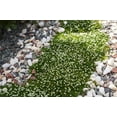 thumbnail image 2 of 50 IRISH MOSS Groundcover Heath Pearlwort Sagina Subulata White Flower Seeds, 2 of 11