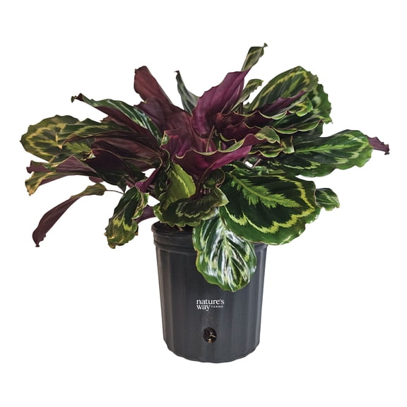 Nature’s Way Farms Calathea Medallion Indoor Live Plant (25-30in Tall) in Grower Pot