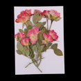thumbnail image 3 of Paquete Flores Secas Naturales, Prensa , Flor Seca, , Hojas Prensadas para , Jabón, Manualidades, Scraobooking, de, 3 of 9