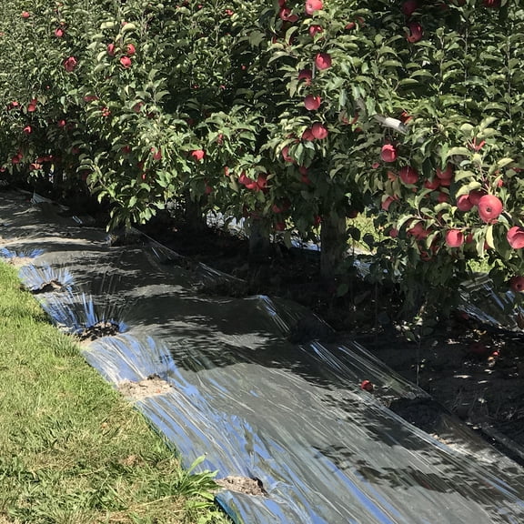 NICEXMAS 1Set Heat Reflective Tarp 82.7x61 Indoor Gardening and Cold Weather