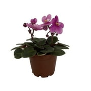 Miniature African Violet - 2" Pot - Great for Terrariums