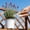 White, variant on Professionals Stainless Steel Pruning Shears Gardening Scissors,Use As Pruners, Garden Shears, Heavy Duty Handheld Pruning Shears For Gardening, Clippers, Pruner Scissor Tool