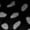 Black, variant on Women's Halter Neck Sundress Dot Print Tie Waist Wrap Mini Dress for Summer Vacation Beach Casual Wear