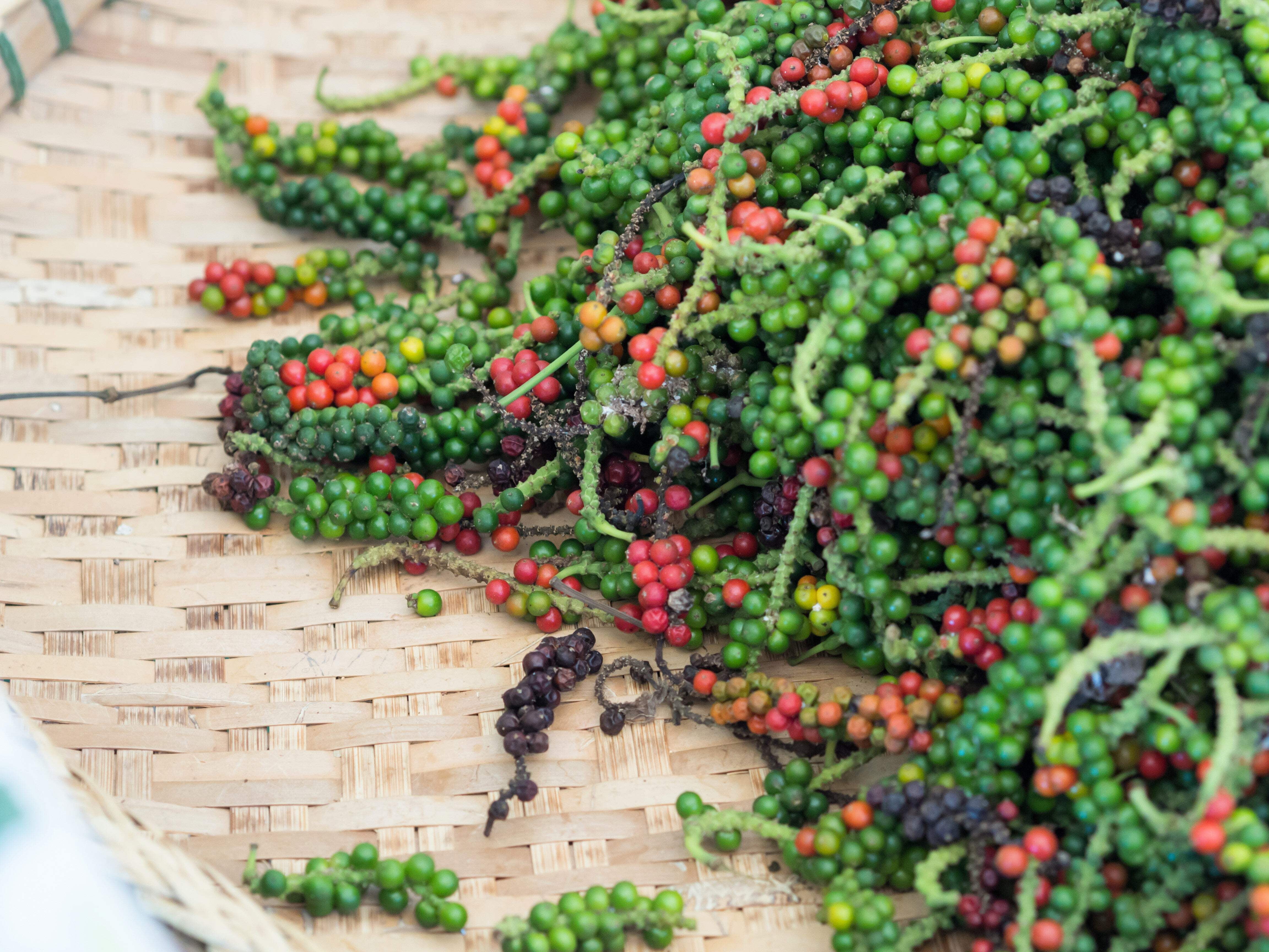 25 Seeds BLACK PEPPERCORN Black Pepper Piper Nigrum Spice Vine Seeds -  Walmart.com