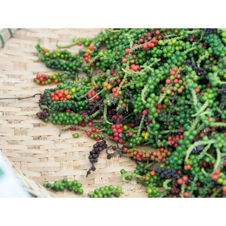 25 Seeds BLACK PEPPERCORN Black Pepper Piper Nigrum Spice Vine Seeds -  Walmart.com