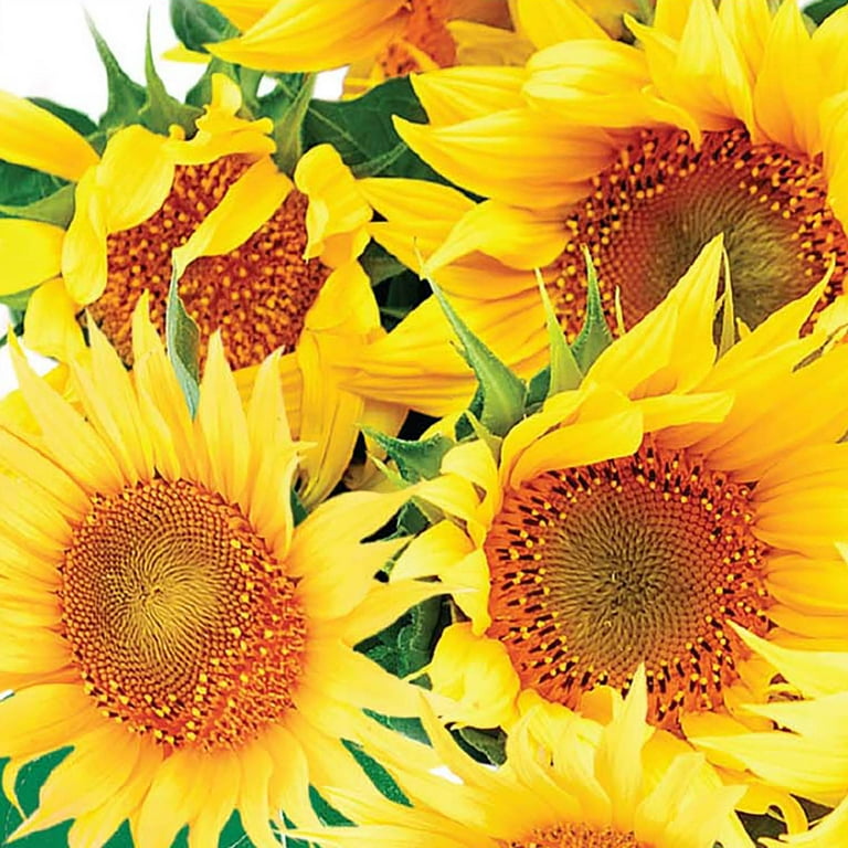 Ferry-Morse 600MG Sunflower Dwarf Incredible Annual Flower Ferry-Morse 600MG Sunflower Dwarf Incredible Annual Flower