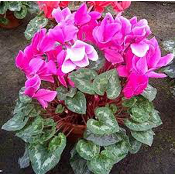 RedCrocus Cyclamen persicum - Blue Flowering Indoor Plant, Shade-Loving Perennial, Pet Toxin, Pollinator Attractant, 6-12 Inch  4" Pot (Pack of 2)