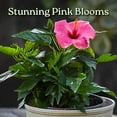 thumbnail image 5 of Tropical Plants of Florida 16" to 18" Bright Pink Hibiscus Bush; Yoder Pink Flower Plant, Full Sunlight, 5 of 6