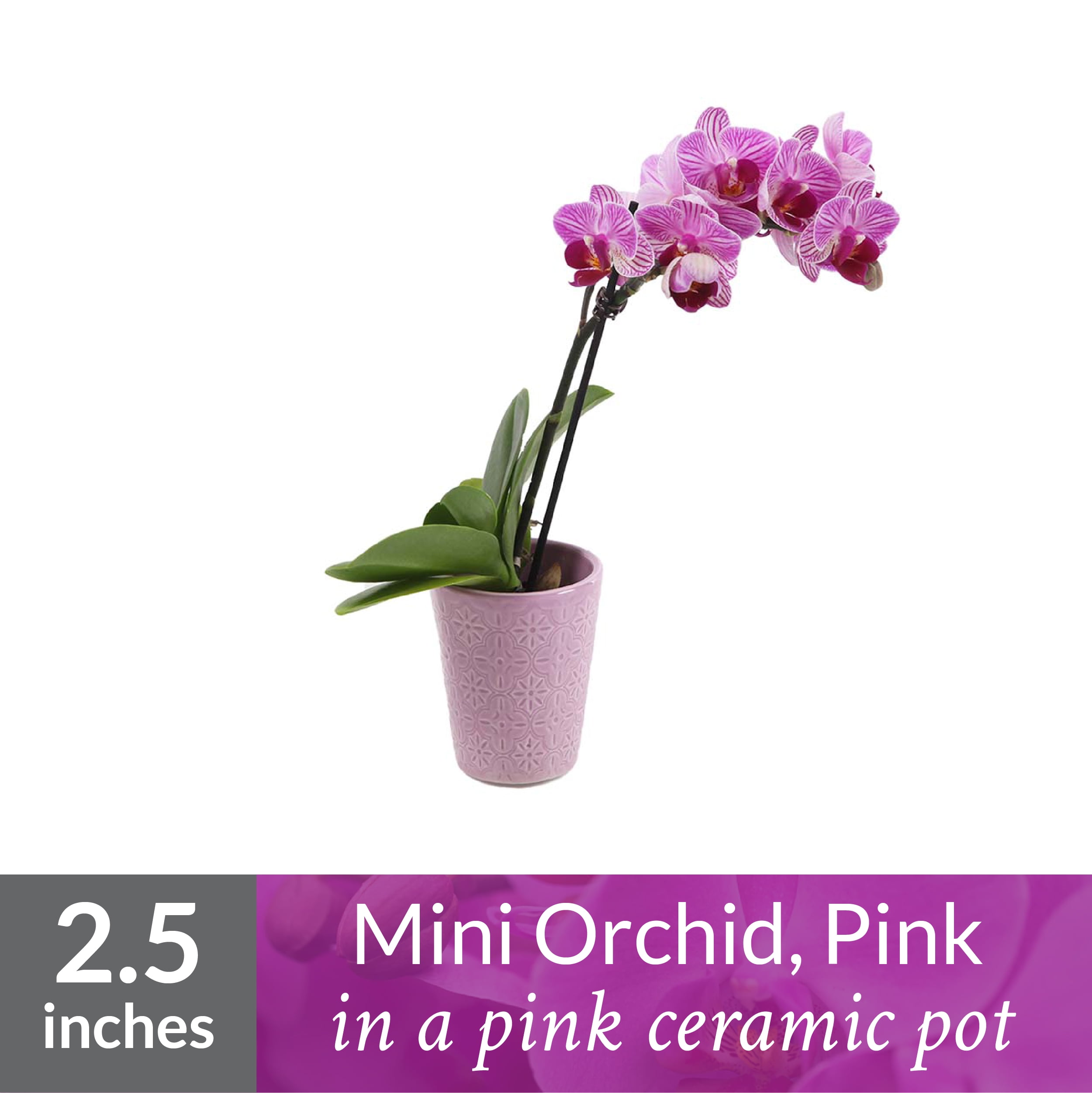 10 Mini Pink Ceramic Plants Pots Dollhouse Miniatures Supply Flower Garden 