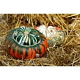 thumbnail image 2 of 10 Seeds American TURKS TURBAN SQUASH Gourd Cucurbita Maxima Vine Seeds, 2 of 10