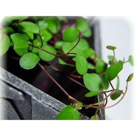 Angel Vine - Muehlenbeckia - Houseplant/Terrarium/Fairy Garden - 4" Pot