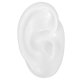 thumbnail image 1 of Modèle d'oreille artificielle en silicone pour prothèses tives (oreille droite), 1 of 4