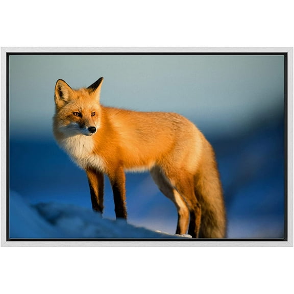wall26 Framed Canvas Print Wall Art Winter Dawn Sunrise Sunlight Arctic Fox Nature Animals Photography Realism Rustic Scenic Landscape Colorful for Living Room, Bedroom, Office - 24"x36" Wh