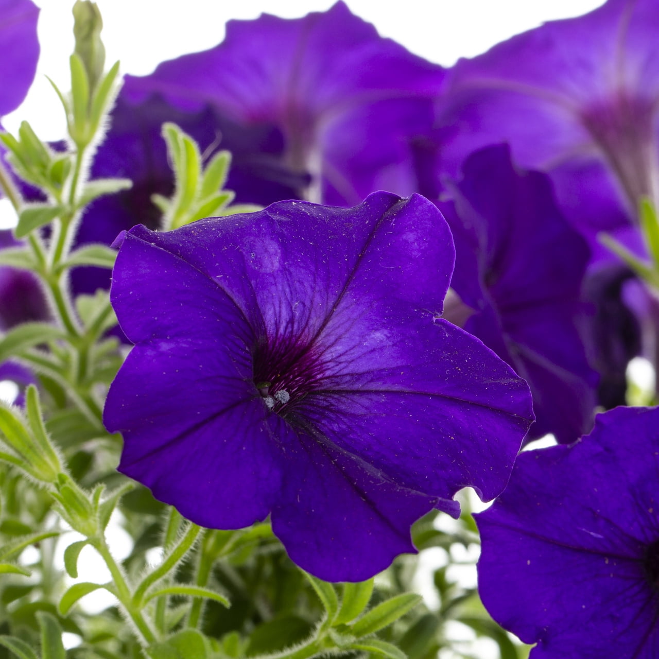 Expert Gardener 1QT Blue Petunia Live Annual Plant Sun 5-Pack