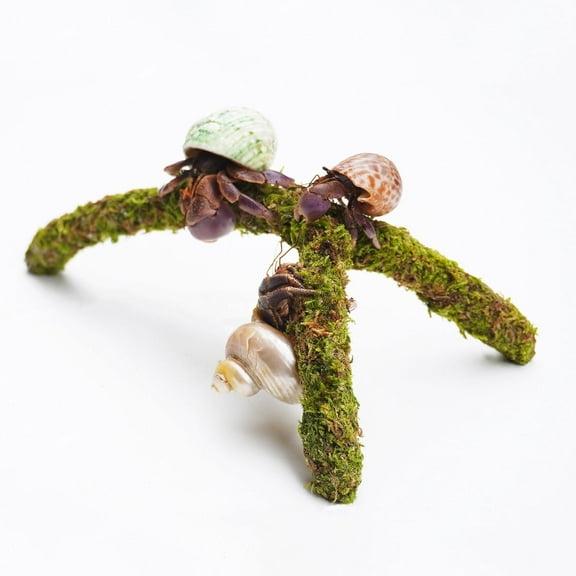 Hermit Crab Climbing Toys, Adjustable Hermit Crab Supplies, Hermit Crab Habitat Tank Accessories