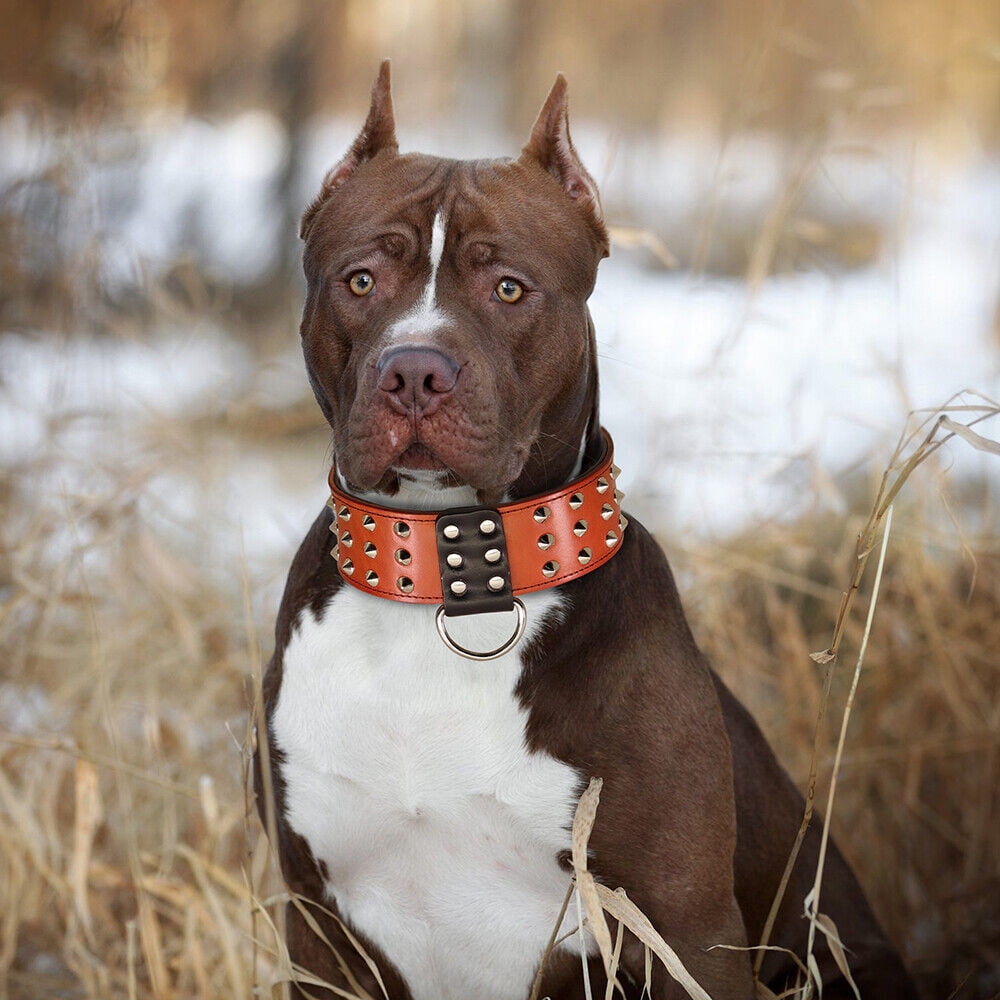Didog 2" Wide Genuine Leather Studded Dog Collar for Medium Large Dogs, Heavy Duty Unique Rivet Pet Collars