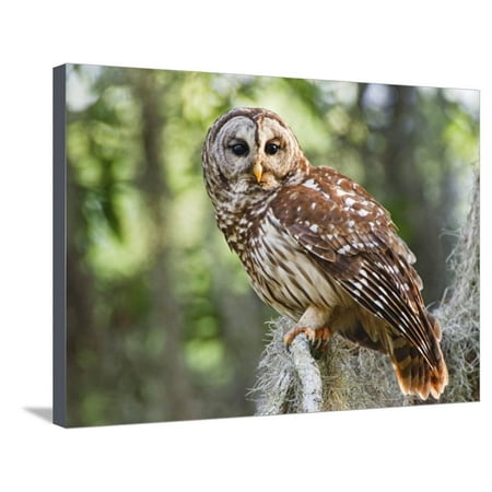 Barred Owl in Old Growth East Texas Forest With Spanish Moss, Caddo Lake, Texas, USA Stretched Canvas Print Wall Art By Larry