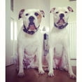 thumbnail image 6 of The "Style" Black Leather Dog Collar for Large Dog Breeds, 6 of 7