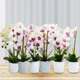 thumbnail image 3 of Cateissary ABS exquisita flor artificial hecha a mano para ramos de boda y decoración del hogar bonsái Artificial BF2312093 Type2 NO2, 3 of 6