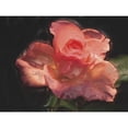thumbnail image 3 of Henry, Lola 14x12 Black Modern Framed Museum Art Print Titled - Painterly Flower IV, 3 of 5