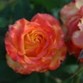thumbnail image 6 of Heirloom Roses Rose Bush - Tequila Sunrise Shrub , Live Rose Plant, 6 of 7