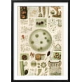 thumbnail image 2 of Plant And Fungi Microscopy, 19th Century, Botanical Scenic Framed Art Print Wall Art by Science Photo Library Sold by Art.Com, 2 of 5
