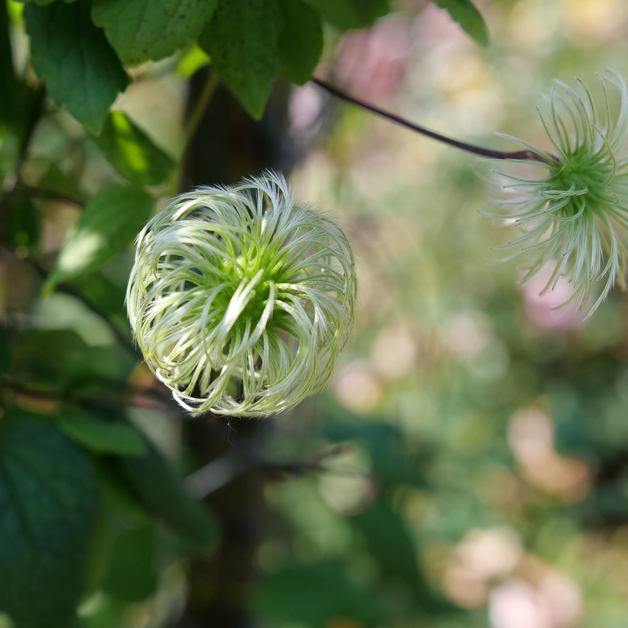 Proven Winners ColorChoice 5" Yellow Funyella Clematis Live Plant in 4.5" Pot (4 Count)