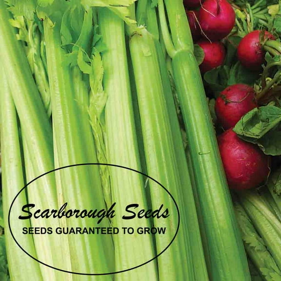SCARBOROUGH SEEDS Tall Utah Celery 1000 Seeds NON-GMO