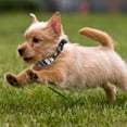 thumbnail image 4 of HONMEET Collar with Adjustable Soft PU for Small Breed Dogs and Puppies, 4 of 6