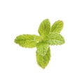 thumbnail image 2 of doTERRA Peppermint Essential Oil 15ml - Certified Therapeutic Grade, 2 of 2