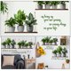 thumbnail image 5 of 1 juego de calcomanías de pared con plantas en maceta, pegatinas adhesivas para ventanas y plantas verdes., 5 of 5