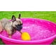 thumbnail image 5 of Juguete de Huevo Jolly Pets Amarillo Mediano para Perro, 5 of 7