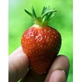 thumbnail image 2 of 25 Earliglow Strawberry Plants - Bare Root - The Earliest Berry!, 2 of 4