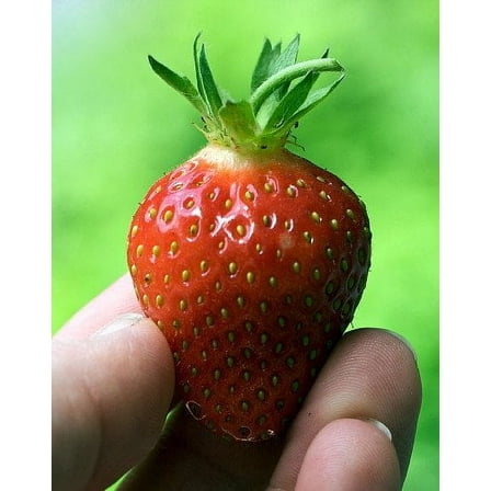 10 Earliglow Strawberry Plants - Bare Root - The Earliest Berry!
