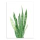 thumbnail image 2 of Acuare Hojas De Impresión De De Pintura Lona trifasciata-leaf M Gloria Pintura al óleo moderna de la lona, 2 of 7