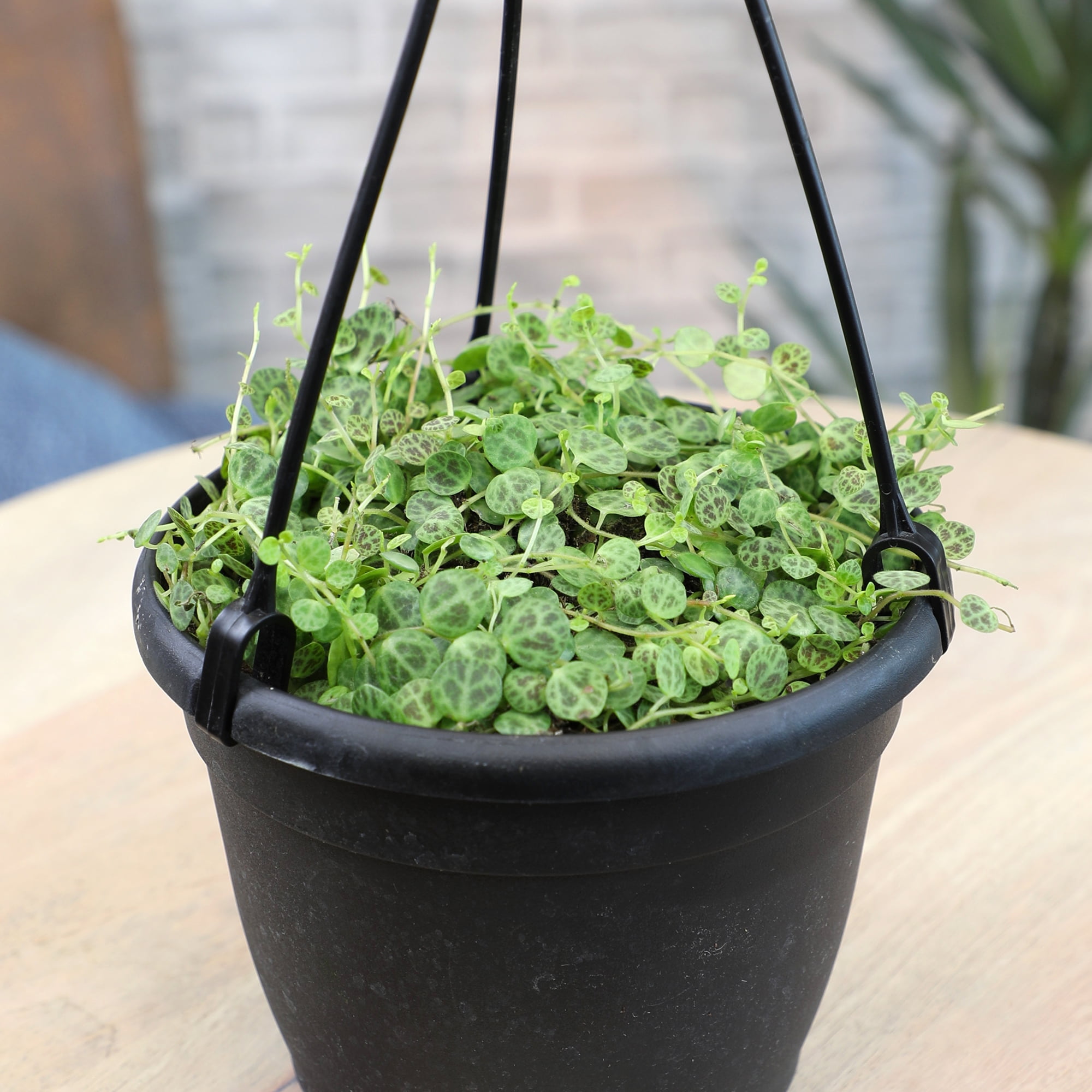 String of Turtles Peperomia, Pet Friendly | 6" Hanging Pot | Full Sun | Element by Altman Plants