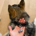 thumbnail image 2 of 4 Sets Campana De Gato Para El Collar Del Perro..., 2 of 7