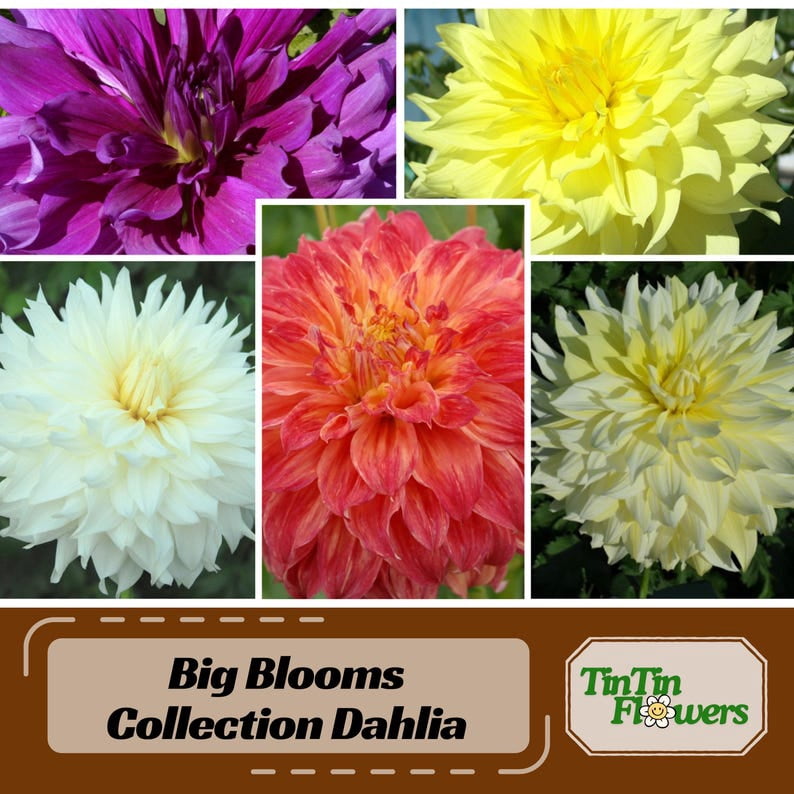 40 Seeds Mix Color Dahlia Seeds - Pollinator Friendly - - Heirloom Flower Seeds for Garden Blooms
