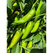 Rattlesnake X-Hot Numex New Mexico Hatch Chile Pepper Premium Seed Packet