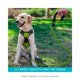 thumbnail image 3 of Correa para Perros con Reflejante Ultra Resistente MATCHI Verde, 3 of 3