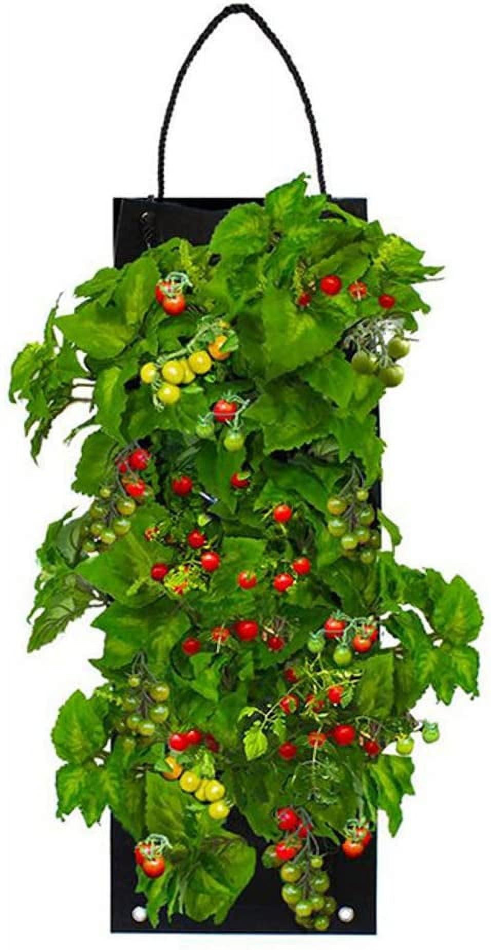 Organic Cherry Tomato Hanging Seed Bag with Soil Block