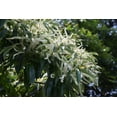 thumbnail image 2 of Japanese Silverleaf Chestnut Tree Seeds - Prolific Yielder - Castanea crenata Silverleaf (5 Seeds), 2 of 3
