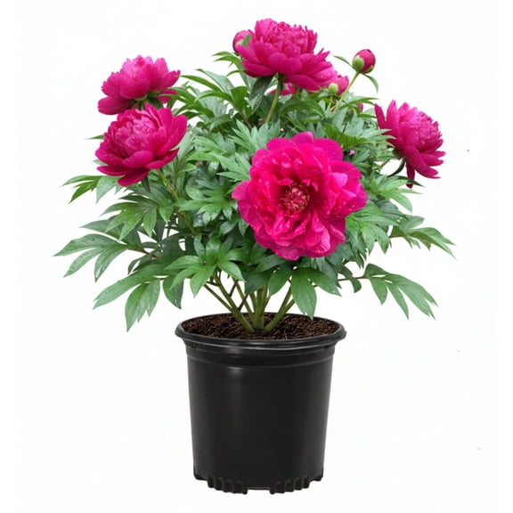 Expert Gardener 12-18" Peony Raspberry Dream Live Tree in 1 gal. Grower Pot