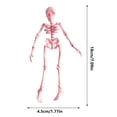 thumbnail image 4 of XGFHYJEH Halloween Decor, Halloween Decorations, Halloween Decorations Indoor, Halloween Decor Indoor, Hallowen Skeleton, 4 of 4