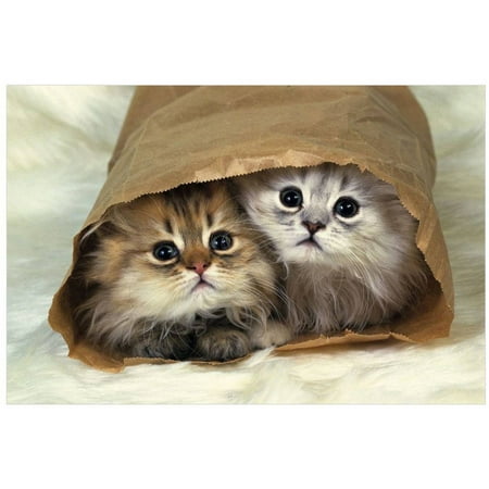 Bag Gallery (Two Persian Cats In A Little Paper Bag, Looking At Camera, High Angle View by Eazl Premium Gallery)