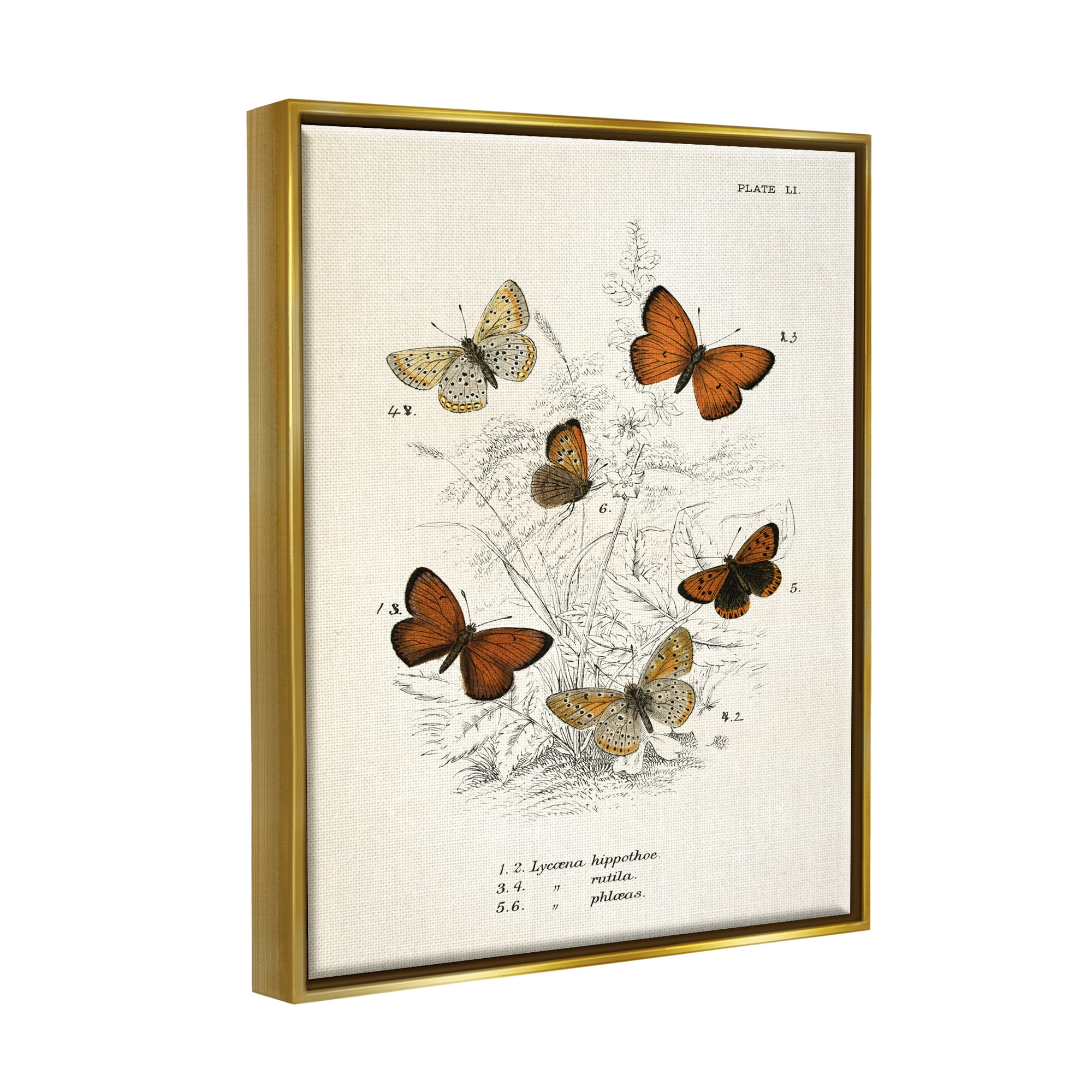 Stupell Industries Vintage Butterfly Studies Animals & Insects Painting Gold Floater Framed Art Print Wall Art, 17 x 21
